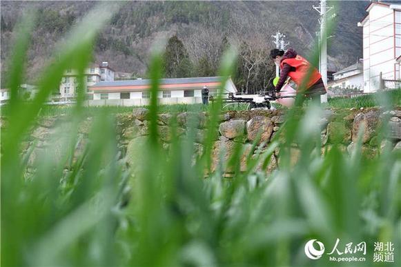 湖北?？担何奕嘶Υ汗茏饕?/></p>
<p>　　正值小麦春管时节，湖北省襄阳市保康县在落实疫情防控措施的同时，强化麦田科技管理，利用植保无人机对小麦进行喷药作业，不误农时，为当地农民防治小麦病虫害、促进夏粮丰收打下基础。（杨韬、杨先强摄影报道）</p>
<p align=