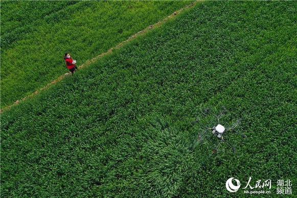 湖北?？担何奕嘶Υ汗茏饕?/></p>
<p class=