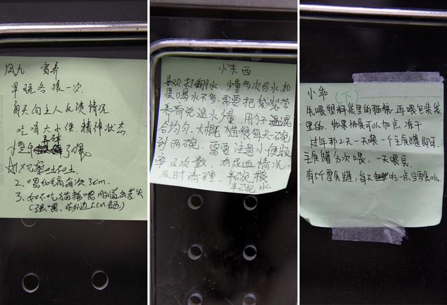 幸好有你，喵星人、汪星人的临时“奶爸”