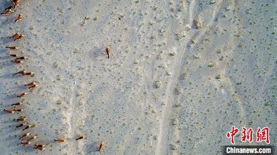 航拍镜头下:新疆巴州藏野驴成群结队出行 头驴管控有方