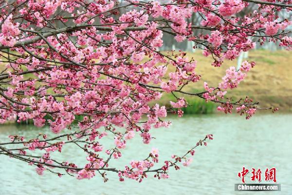 湖北枝江：春来?；?市民赏花忙