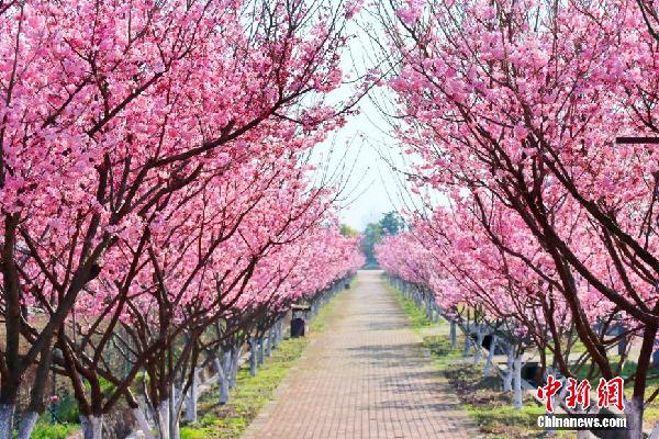 湖北枝江：春来?；?市民赏花忙