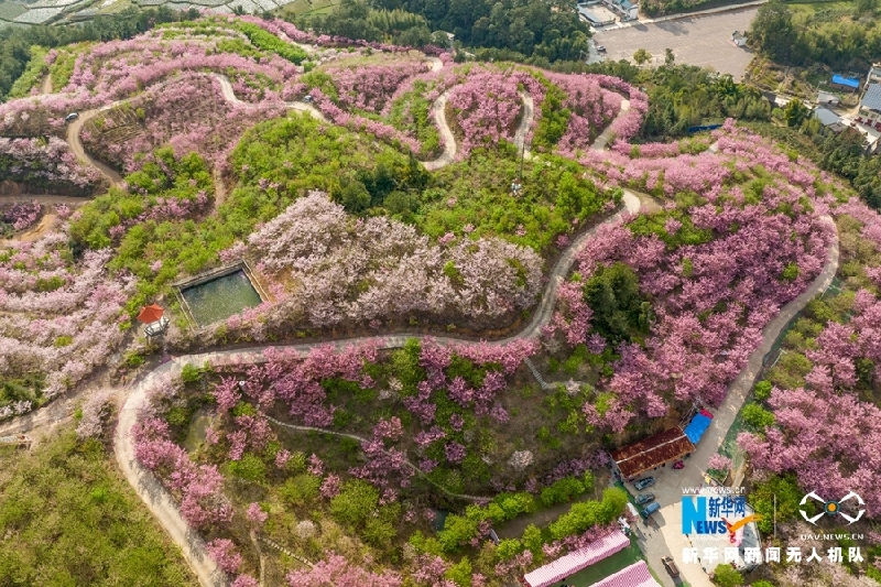 【“飞阅”中国】福建清流：又到一年?；?赏心悦目百事兴