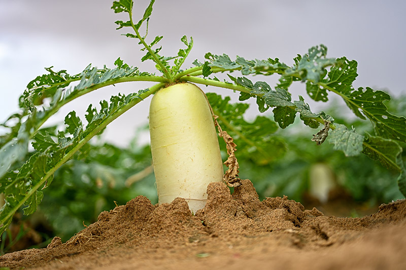 5年变出万亩绿洲——重庆交大科研团队治沙记 5年变出万亩绿洲——重庆交大科研团队治沙记