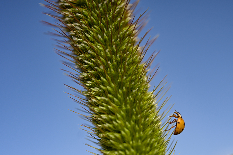 5年变出万亩绿洲——重庆交大科研团队治沙记 5年变出万亩绿洲——重庆交大科研团队治沙记