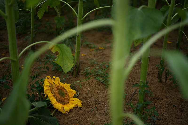 5年变出万亩绿洲——重庆交大科研团队治沙记 5年变出万亩绿洲——重庆交大科研团队治沙记