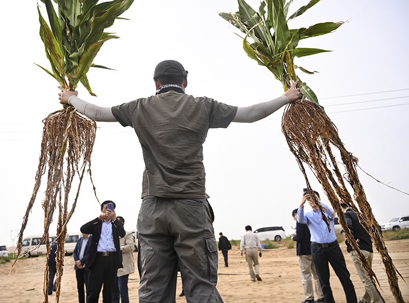 5年变出万亩绿洲——重庆交大科研团队治沙记 5年变出万亩绿洲——重庆交大科研团队治沙记