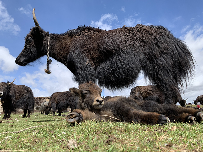 守护三江源 守护三江源