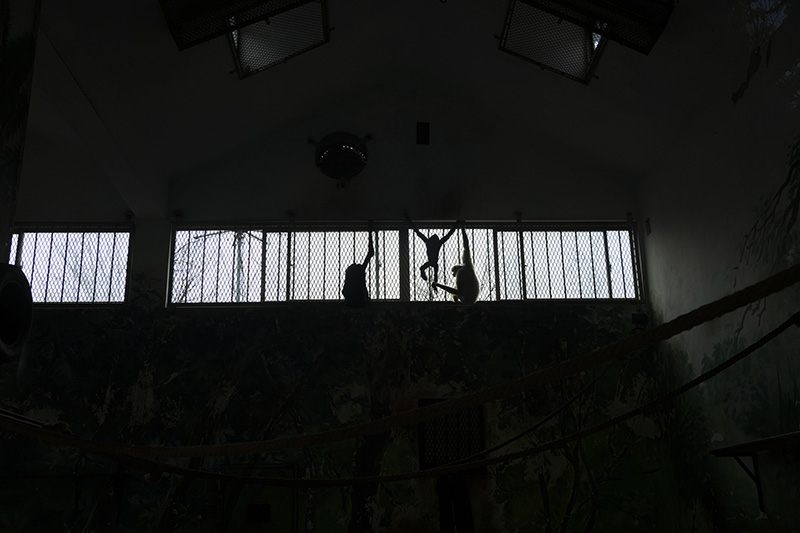 疫情之下的“动物感伤” 疫情之下的“动物感伤”