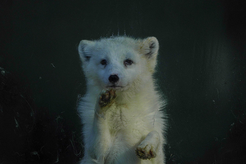 疫情之下的“动物感伤” 疫情之下的“动物感伤”