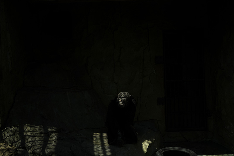 疫情之下的“动物感伤” 疫情之下的“动物感伤”