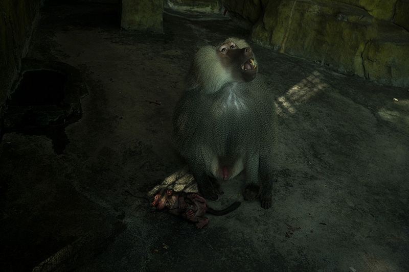 疫情之下的“动物感伤” 疫情之下的“动物感伤”