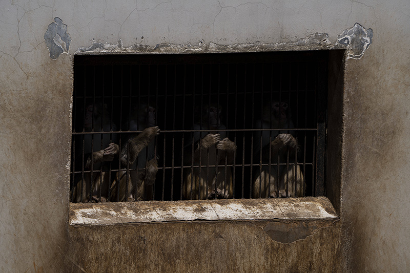 疫情之下的“动物感伤” 疫情之下的“动物感伤”