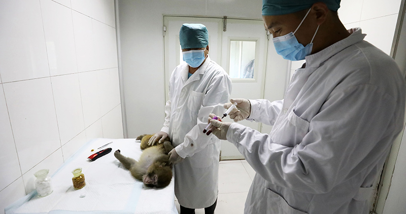 Scientists give thanks to lab friends 动物模型:疫情防控的另一条战线 Scientists give thanks to lab friends 动物模型:疫情防控的另一条战线