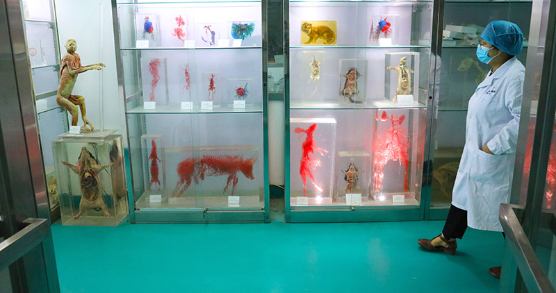 Scientists give thanks to lab friends 动物模型:疫情防控的另一条战线 Scientists give thanks to lab friends 动物模型:疫情防控的另一条战线