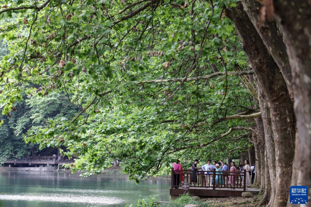 贵阳：夏日黄金大道景如画