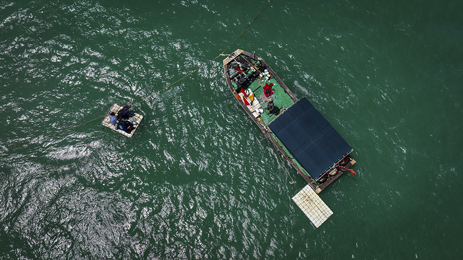 海底“护林” 海底“护林”