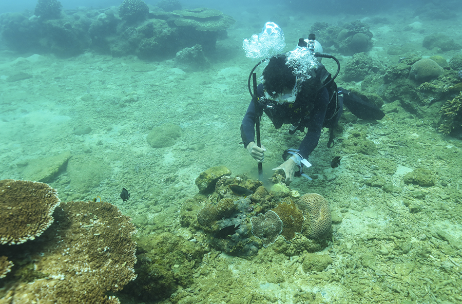 海底“护林” 海底“护林”