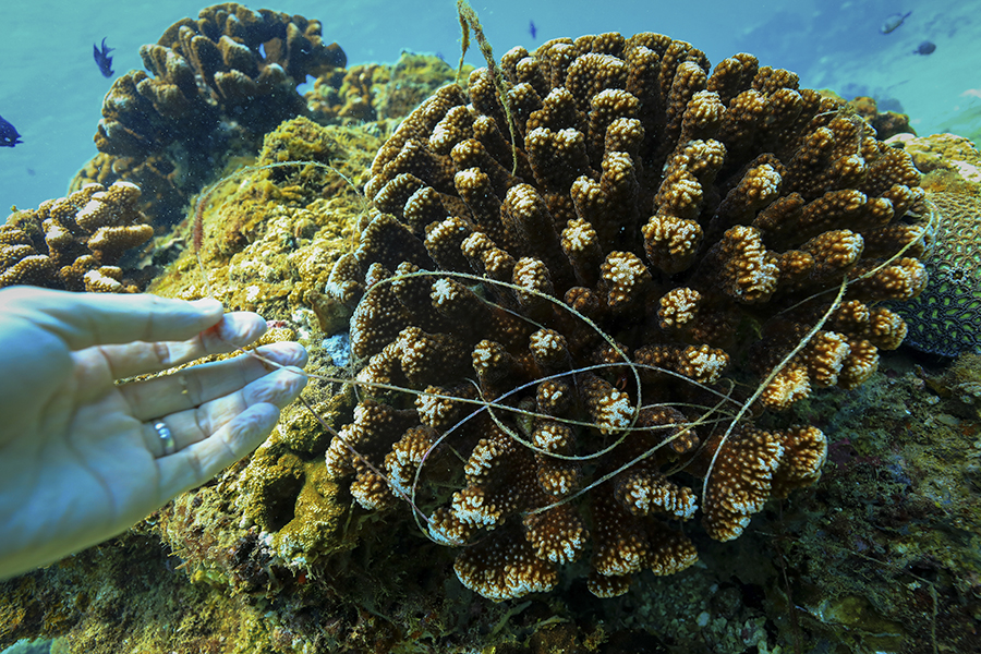 海底“护林” 海底“护林”