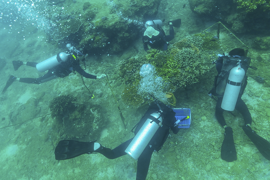 海底“护林” 海底“护林”