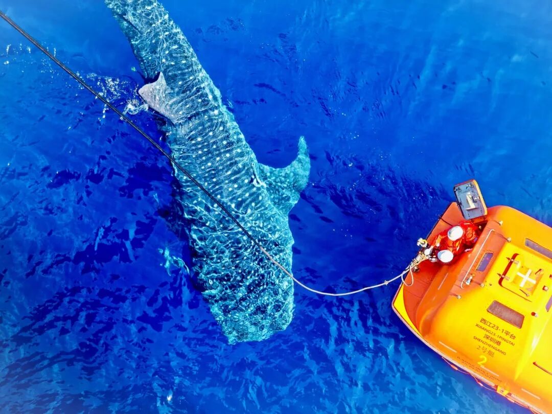 中华世纪坛看展丨和平发展 逐梦同行 — 全国主流媒体新闻摄影展 中华世纪坛看展丨和平发展 逐梦同行 — 全国主流媒体新闻摄影展