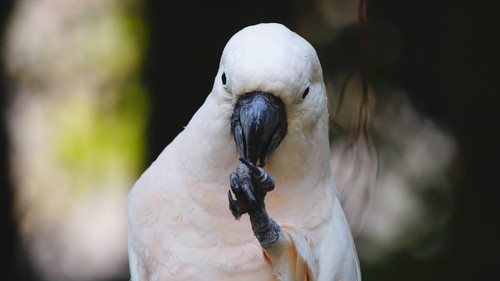 1620万像素入门旗舰 索尼A35评测首发